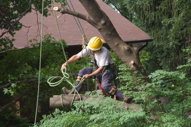 Best Commercial Tree Services  in USA